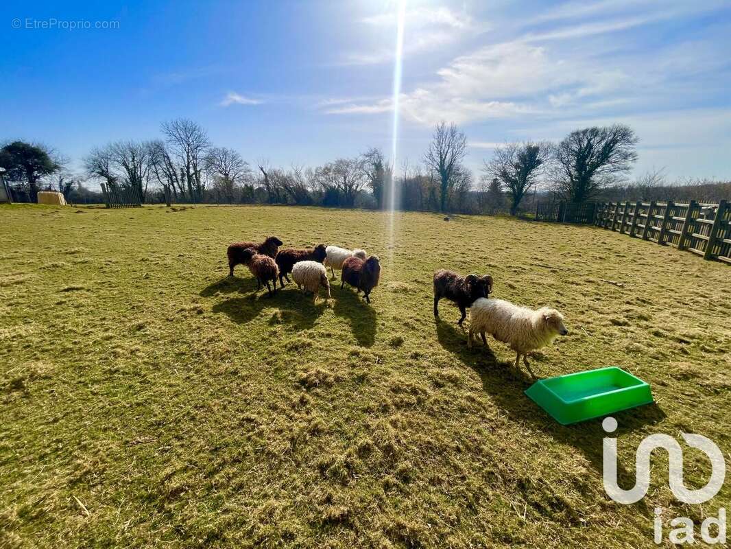 Photo 4 - Maison à SAUSSEMESNIL