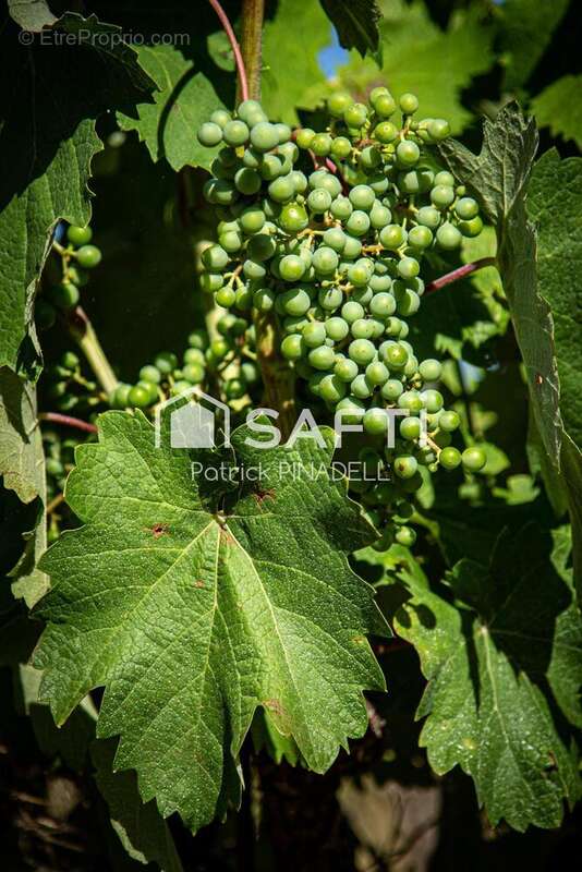 Photo 5 - Commerce à LATOUR-DE-FRANCE