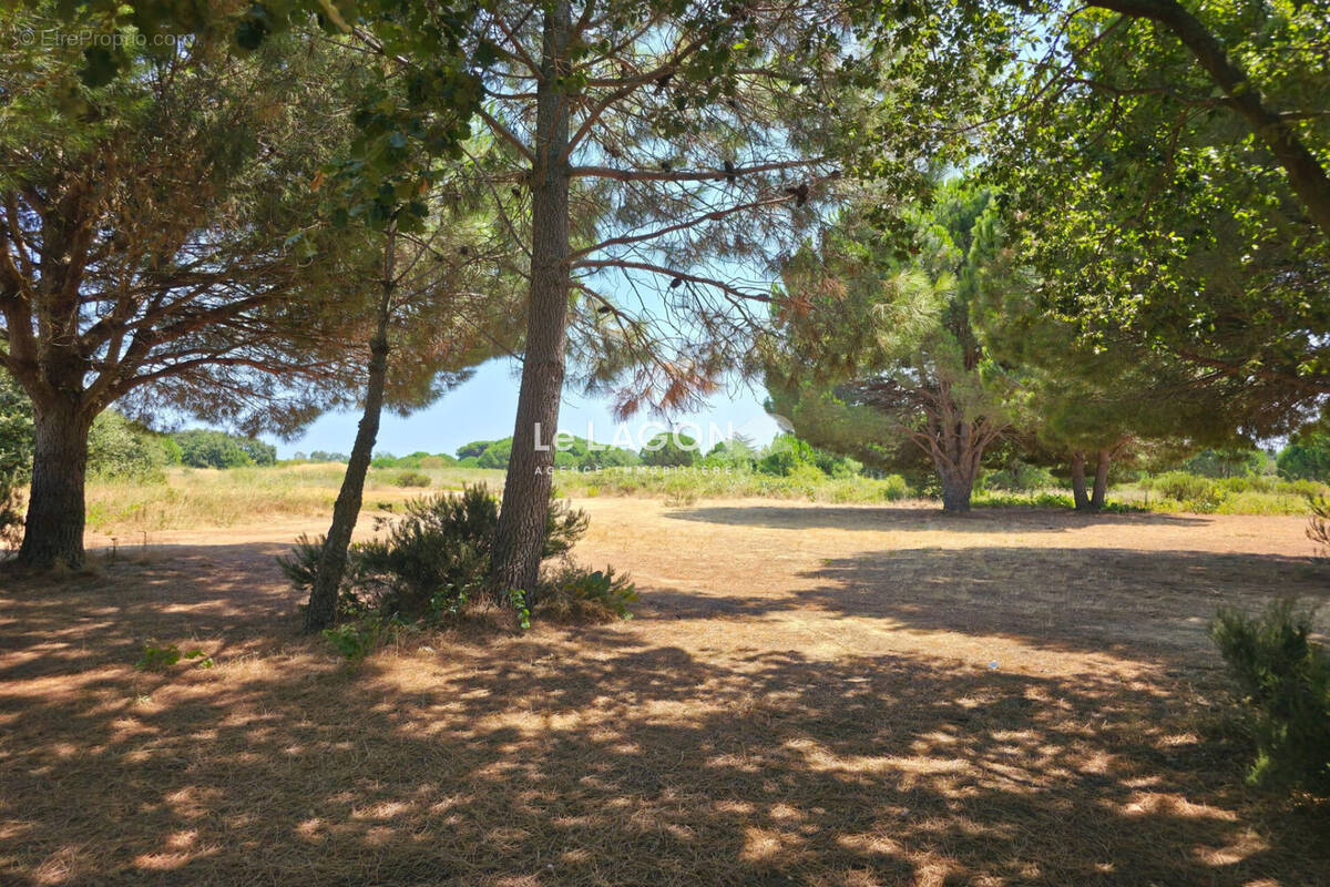 Terrain à LATOUR-BAS-ELNE