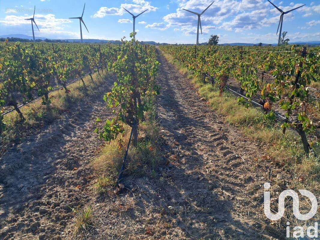 Photo 1 - Terrain à CANET