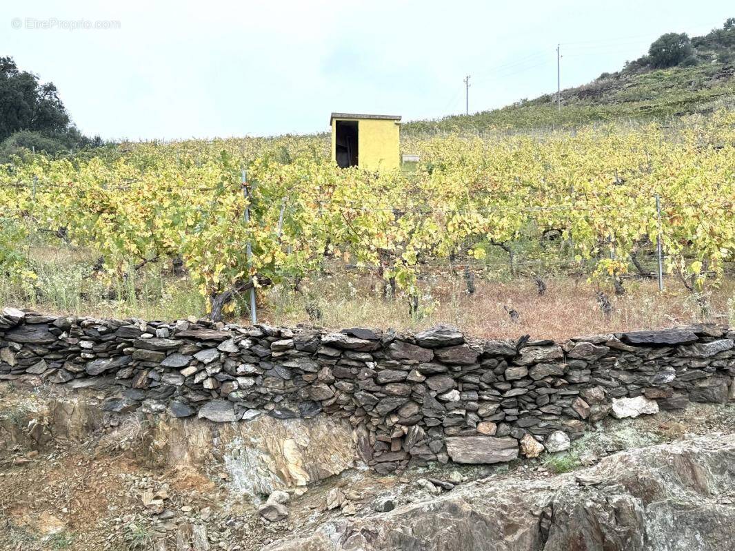 Terrain à COLLIOURE