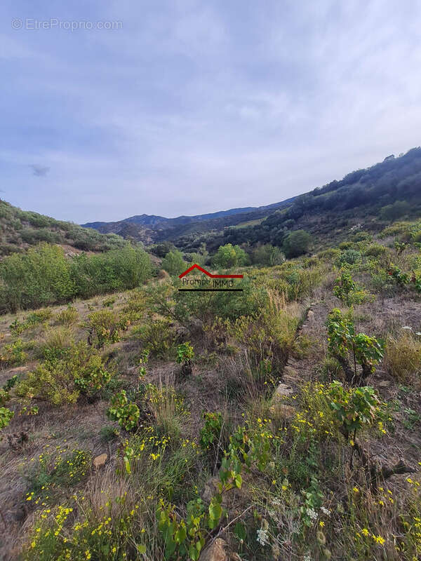 Terrain à BANYULS-SUR-MER