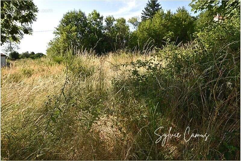 Terrain à vendre de 1 200,00 m² SAINT PAL DE MONS (43) - photo 2