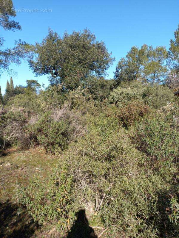 Terrain à LE CANNET-DES-MAURES