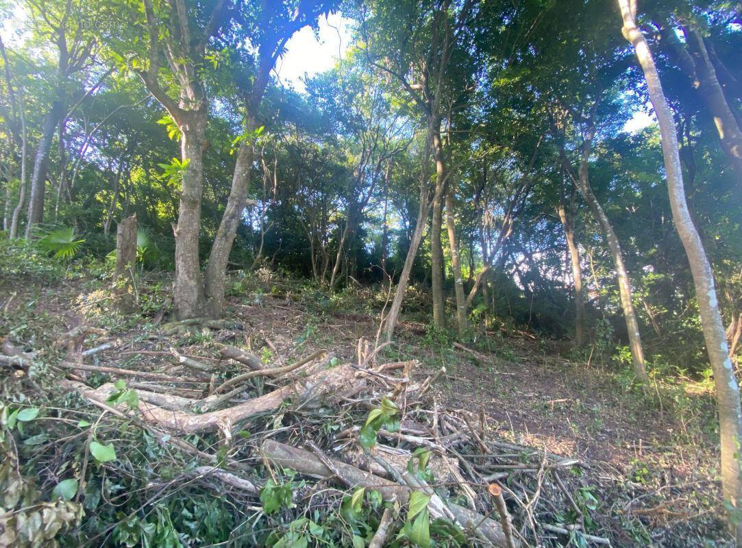 Terrain à SCHOELCHER