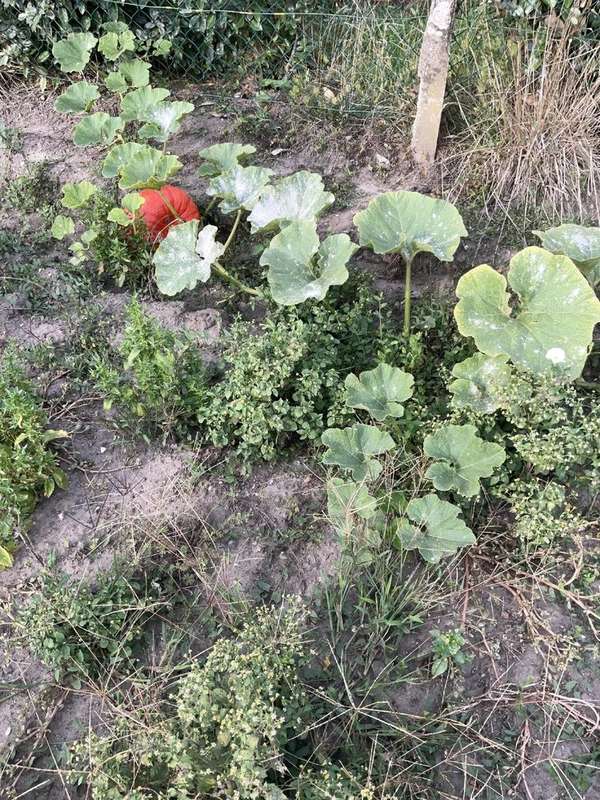 Maison à AIRON-SAINT-VAAST