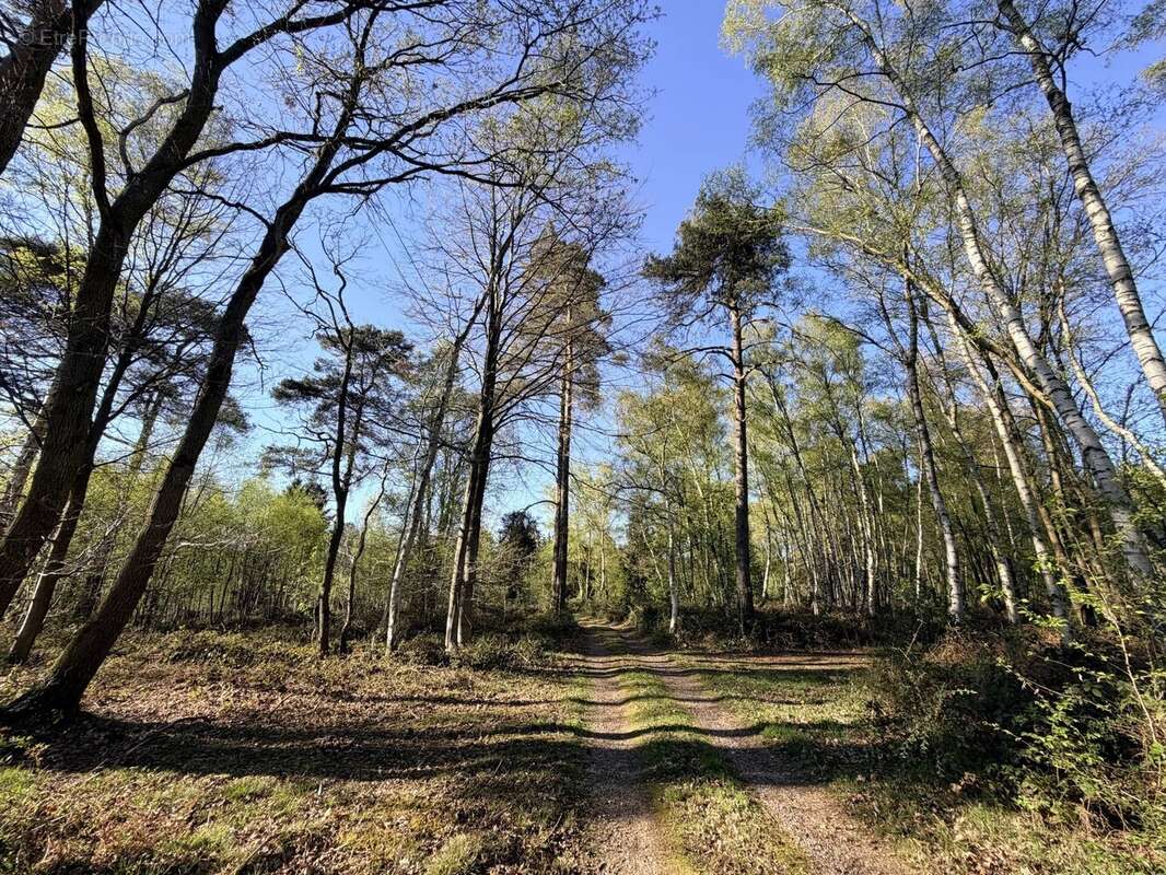 Maison neo-norman de 3ch - 7ha de terrain dont foret - sous-sol - photo 8