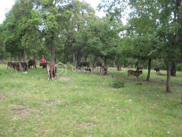 Terrain à ARGELES-SUR-MER