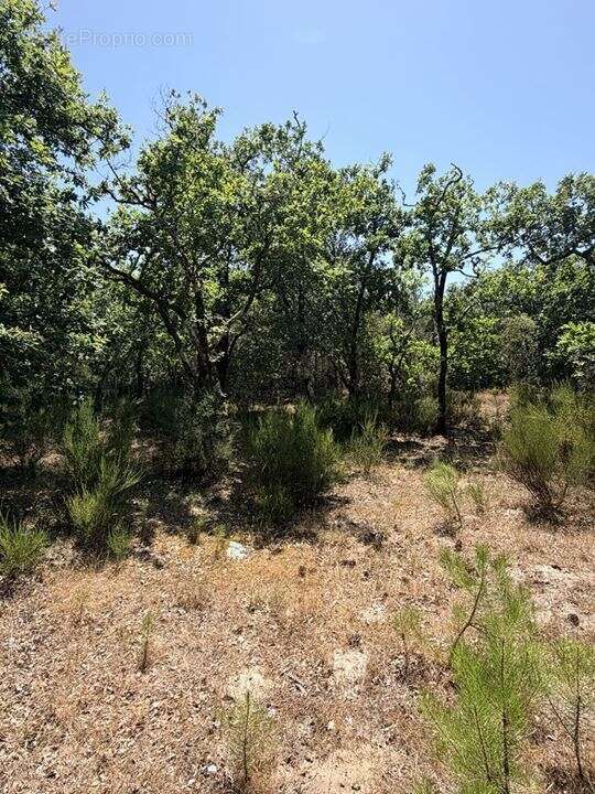 Terrain 3028 m² à Soulac-Sur-Mer  - photo 3