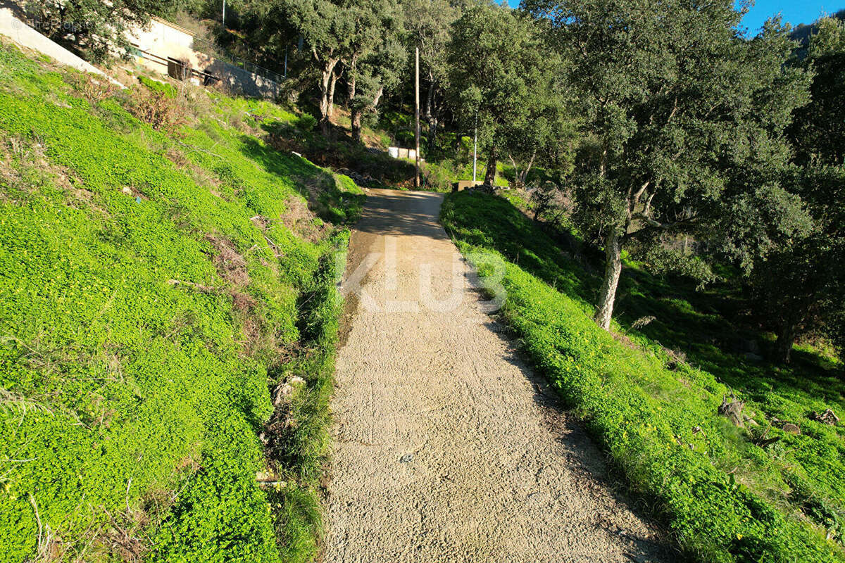 Terrain Constructible-1550 m2-Poggio D Oletta (Nebbio)vue dégagée - photo 2
