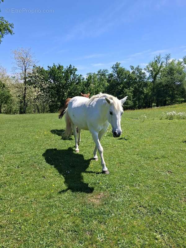 Maison à ROQUECOURBE