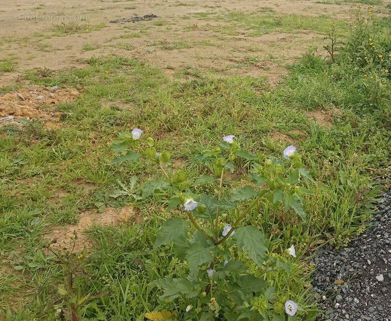 Terrain à BOURGNEUF-EN-RETZ