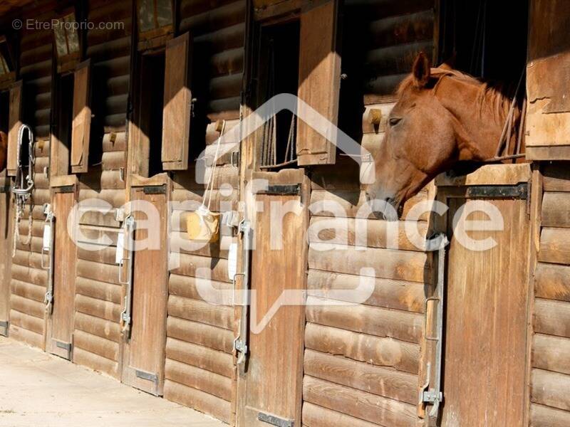 Commerce à LE GRAU-DU-ROI