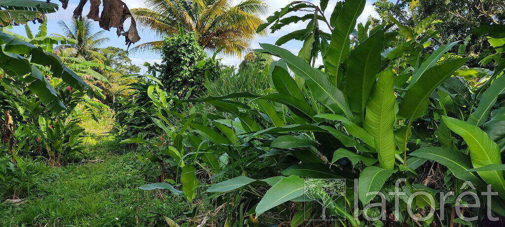 Terrain à CAPESTERRE-BELLE-EAU