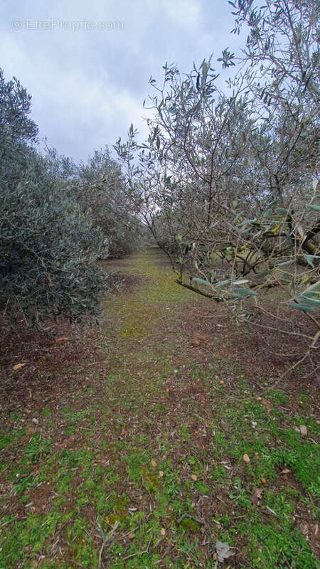 Terrain arbore - photo 6