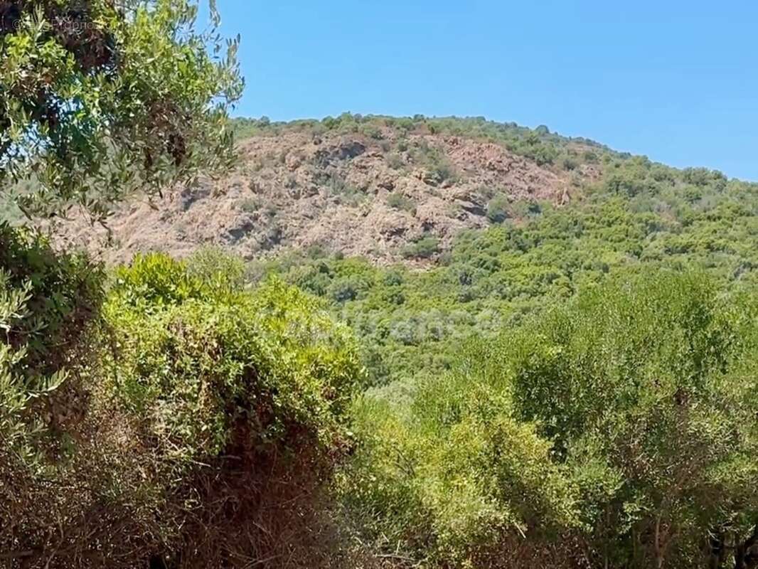 Terrain à vendre de 3 380 m² GALERIA (Corse) - photo 3
