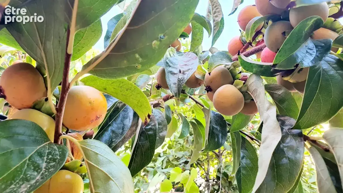 Avenue de la Pastorelle — Charmante maison niçoise baignée de lumière avec jardin arboré - photo 7