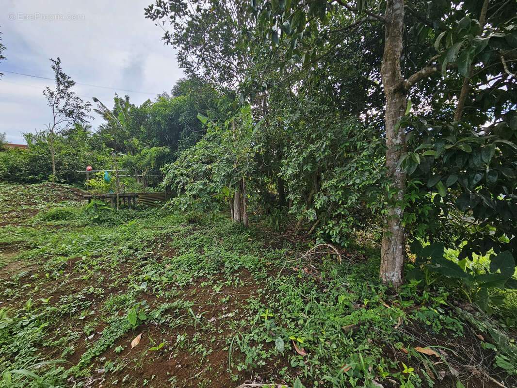 Terrain à SAINTE-MARIE