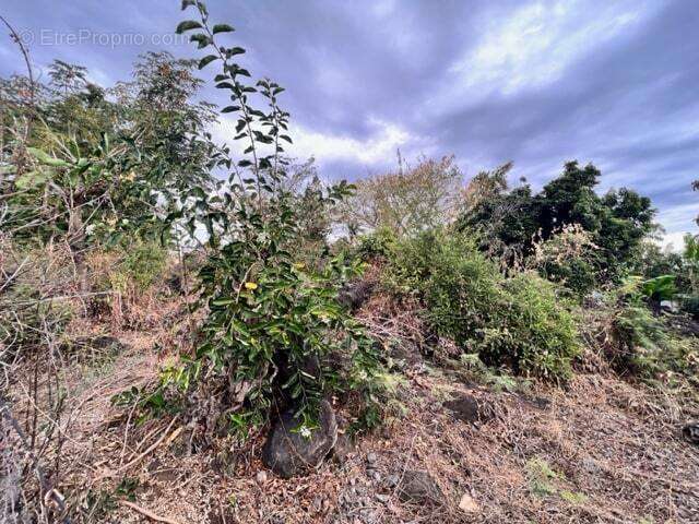 Terrain à SAINT-PAUL