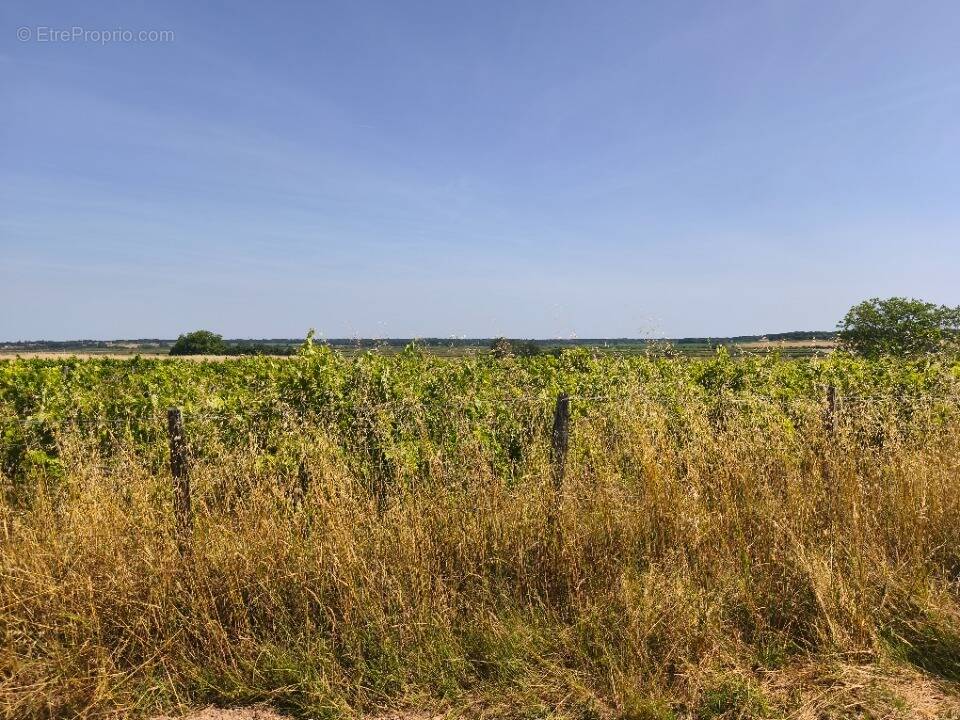 Terrain à SAINT-AUGUSTIN