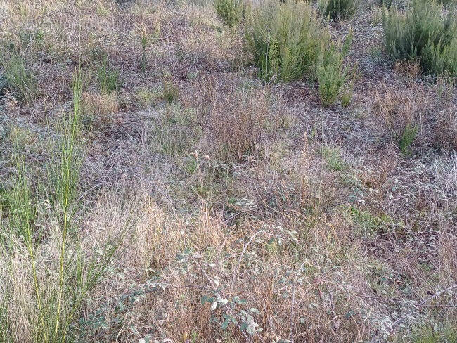 Terrain à CORNEILLA-DEL-VERCOL