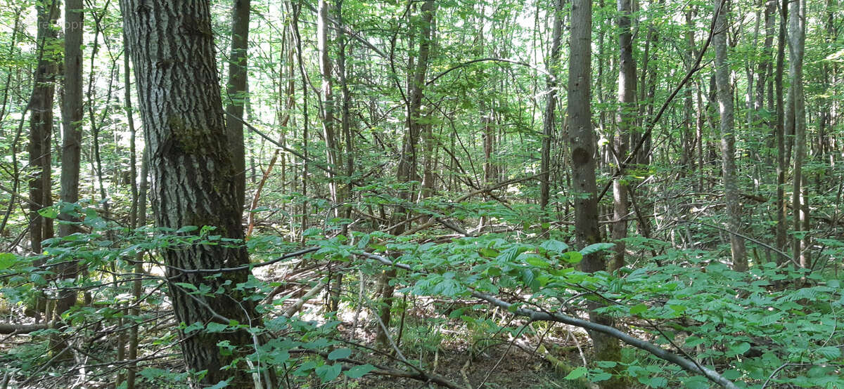 Terrain à CHAMPENOUX