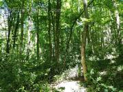 Terrain à DAMPIERRE-EN-YVELINES