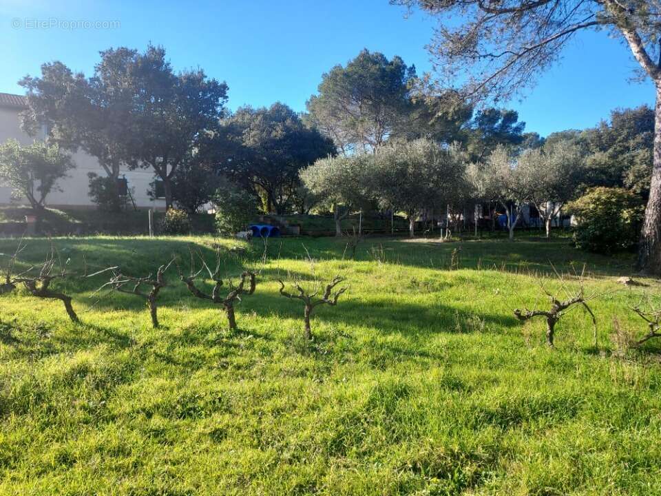 Terrain à PIERREFEU-DU-VAR
