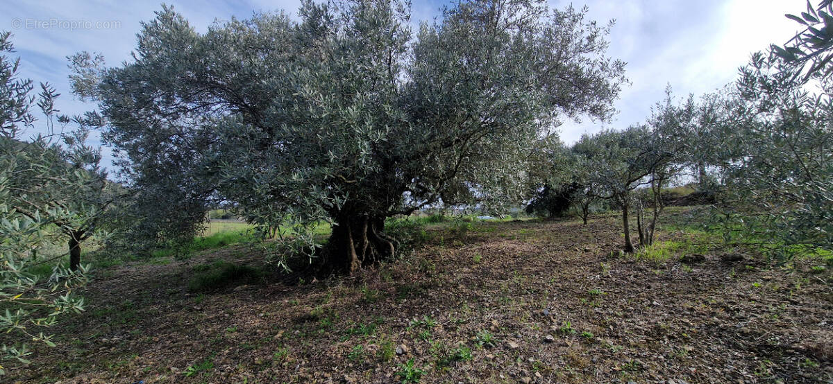 Terrain à FONTES