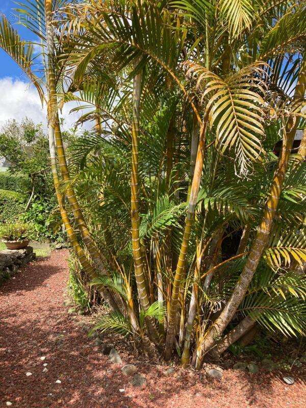 Maison à LA PLAINE-DES-PALMISTES