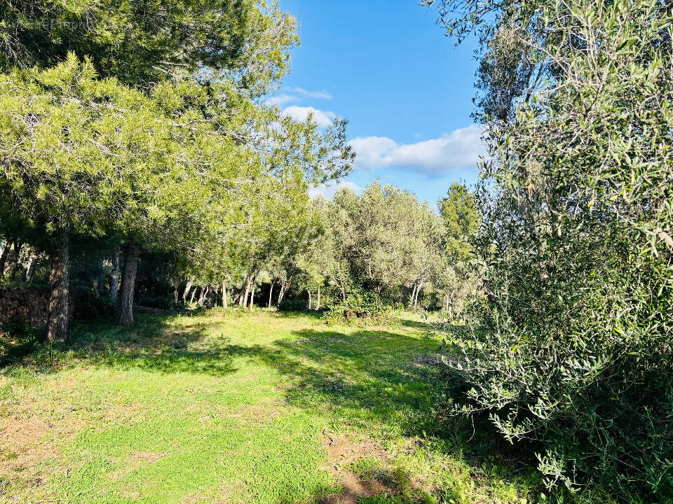 Terrain à OLLIOULES