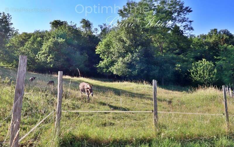 Maison à SAINT-THOMAS-DE-CONAC