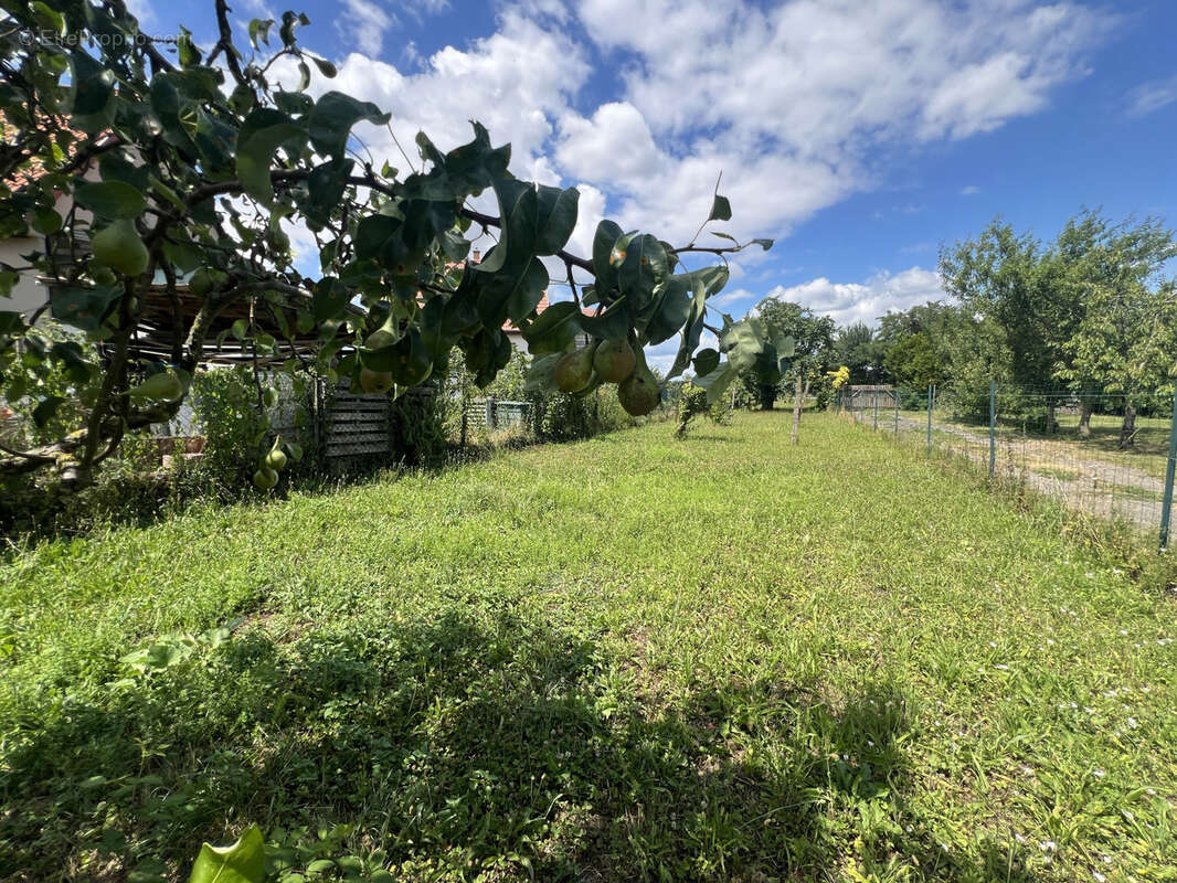 Terrain à WILLGOTTHEIM