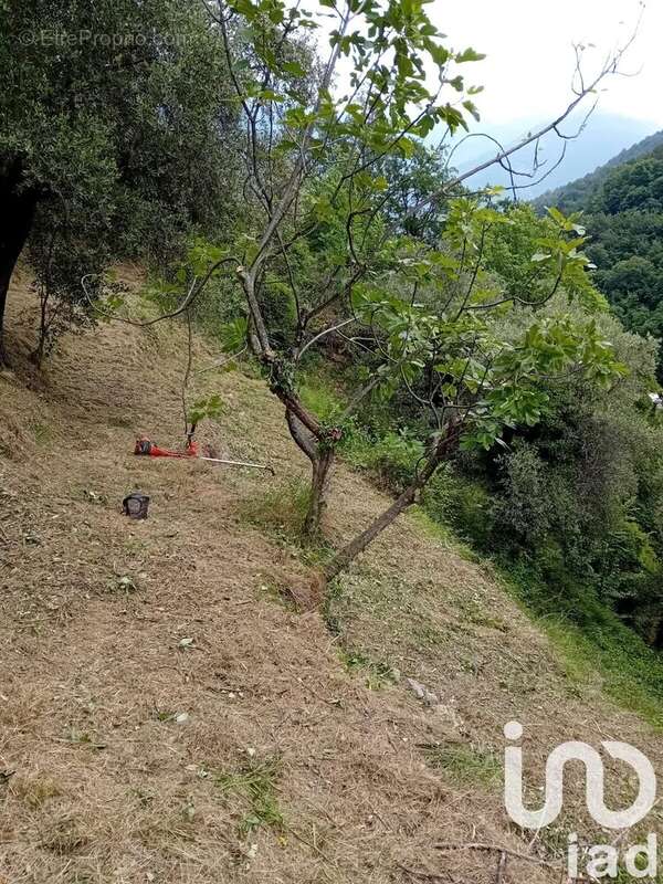 Photo 5 - Terrain à BREIL-SUR-ROYA