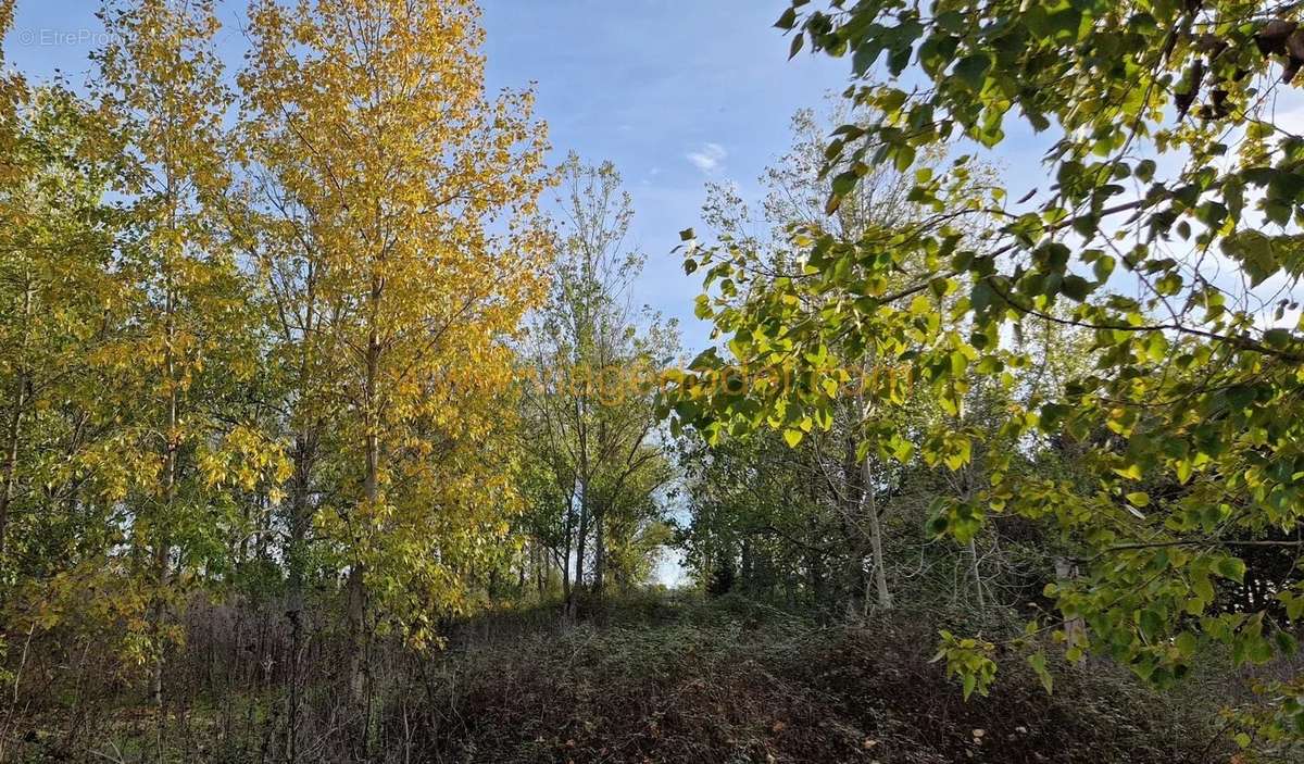 Terrain à MARSILLARGUES