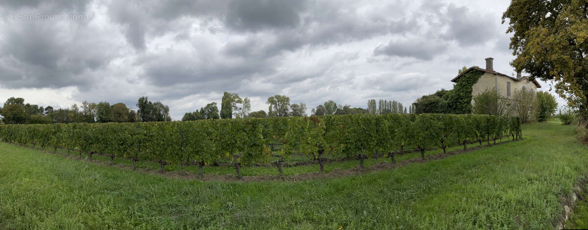 Terrain à SAINT-EMILION