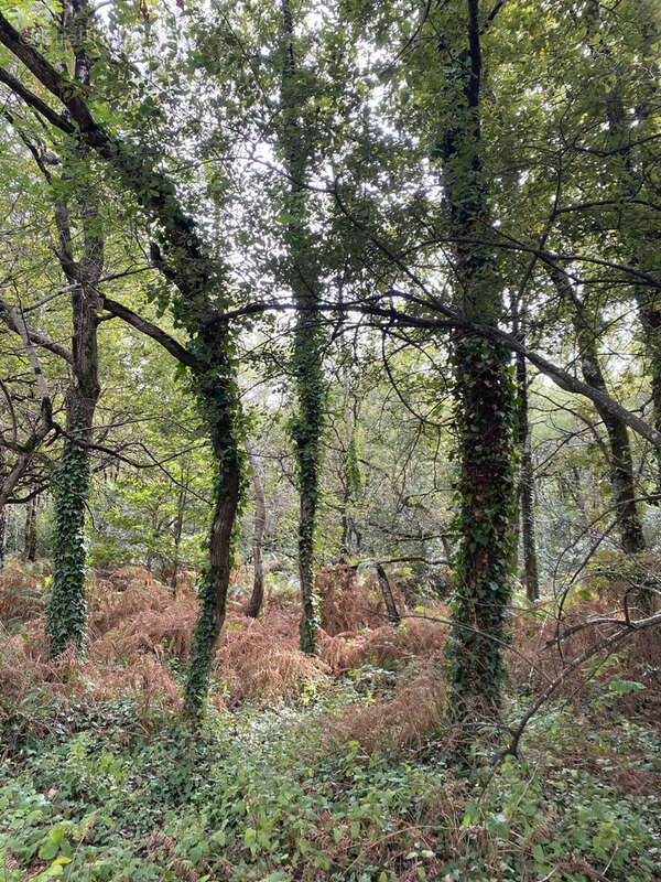 Terrain à SOULLANS