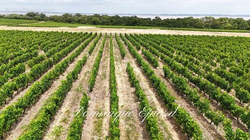 Exclusivité À VENDRE Vignoble Cru Bourgeois Médoc Vue exceptionnelle - photo 6