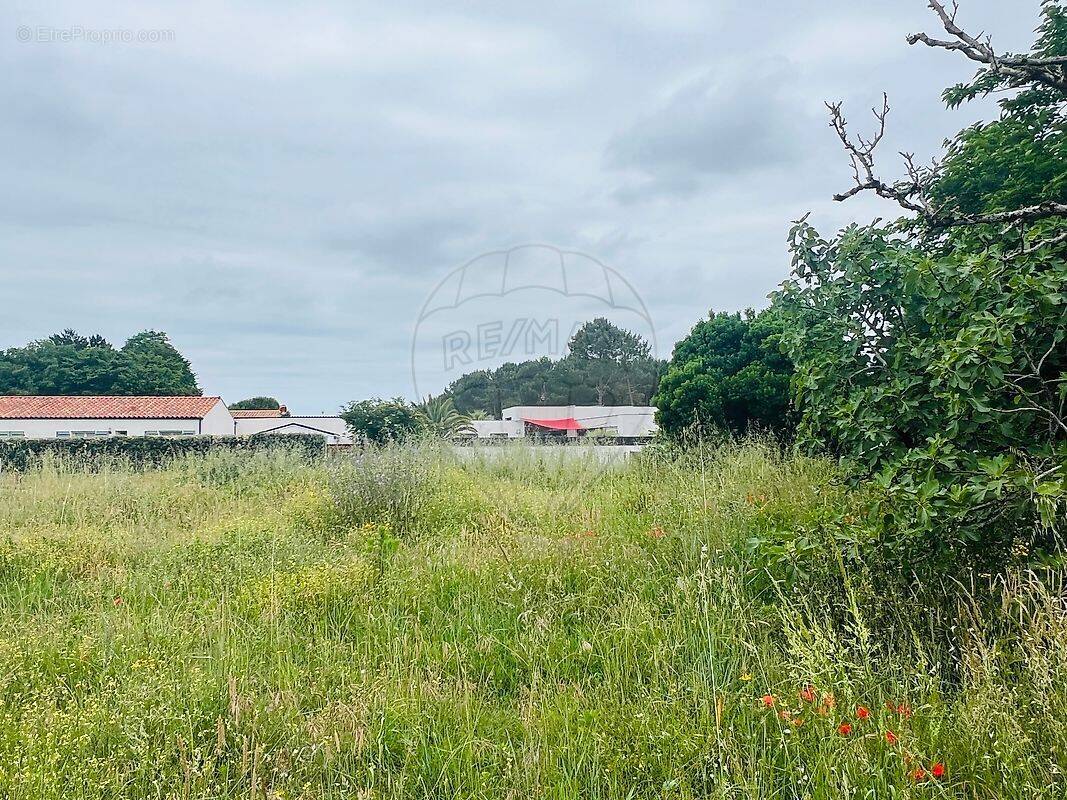 Terrain à LES MATHES