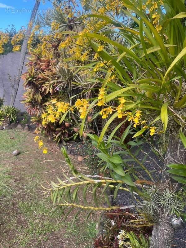 Maison à BAIE-MAHAULT