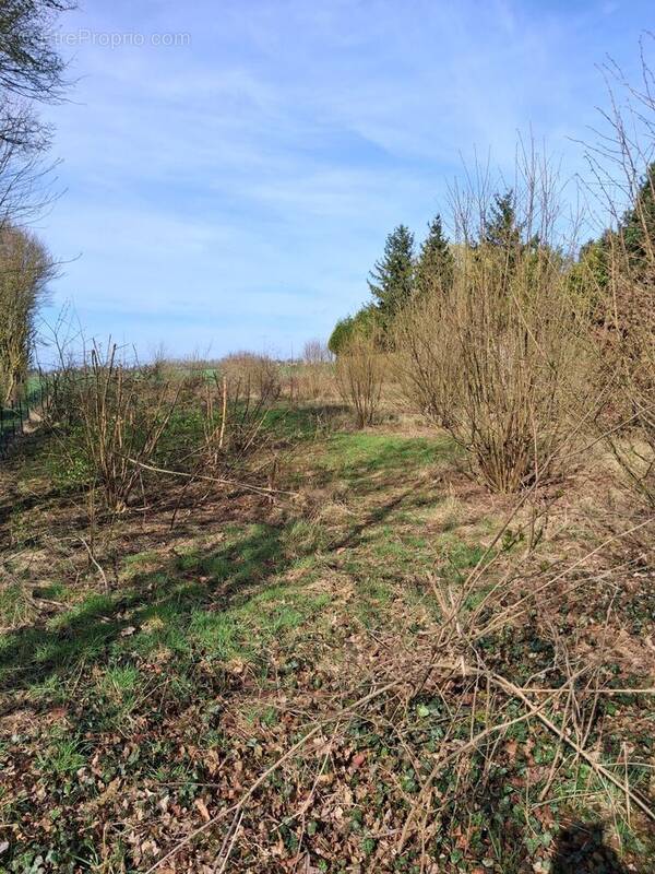 Terrain à REVELLES