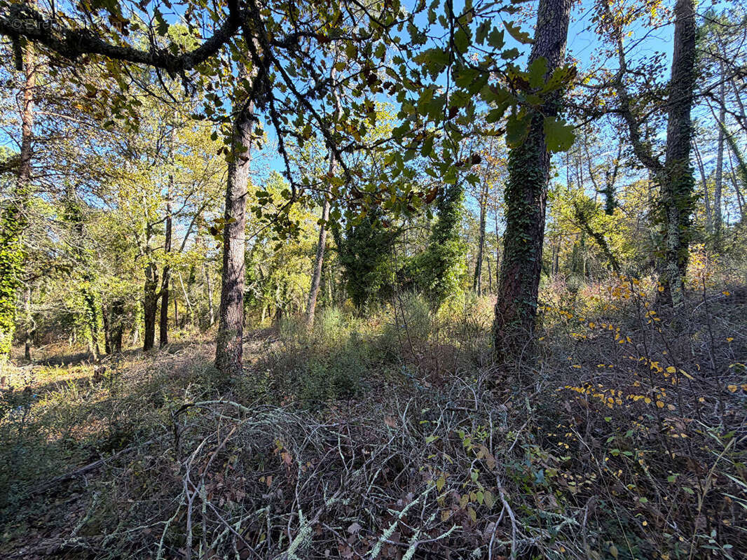 Terrain à CALLIAN