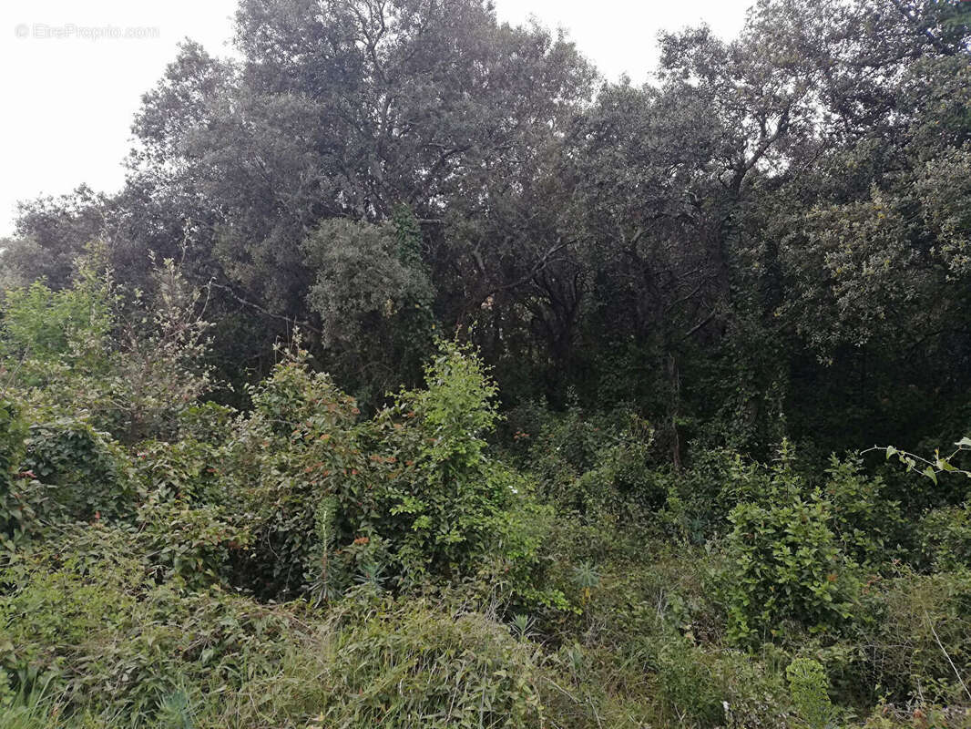 COLLINE PIOLENC - Terrain constructible, plat et boisé 1181m² - photo 3