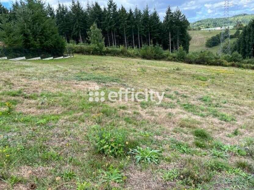 Terrain à LA MONNERIE-LE-MONTEL