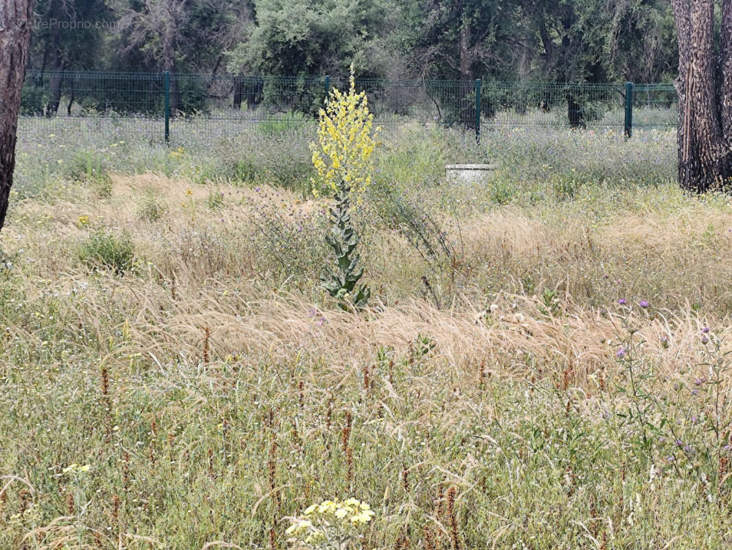 Terrain à ARGELES-SUR-MER