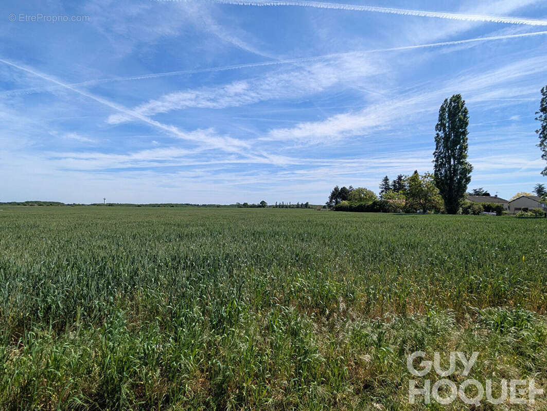Terrain à CHAUVIGNY