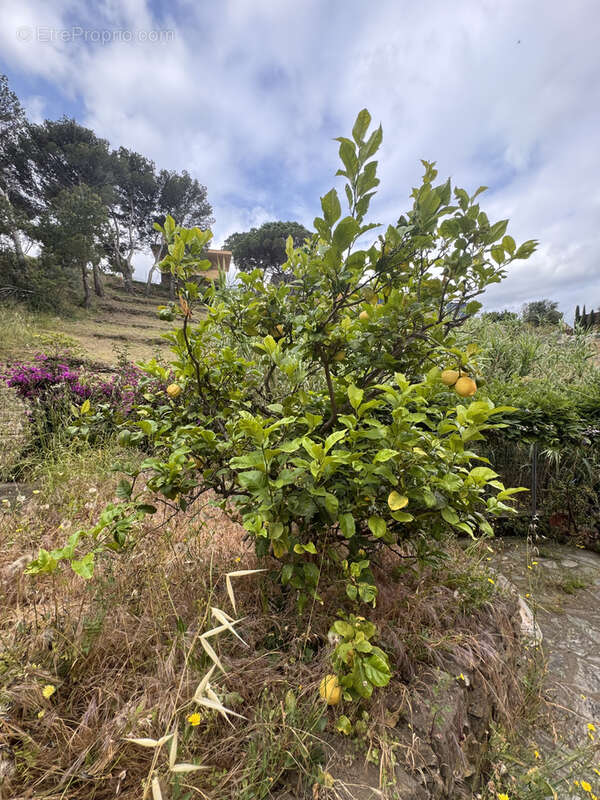 Maison à PORT-VENDRES