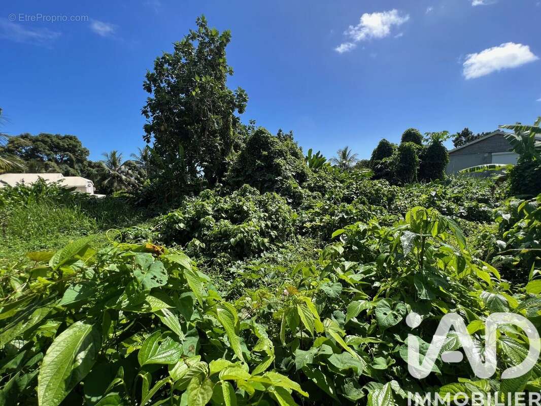 Photo 2 - Terrain à CAPESTERRE-BELLE-EAU