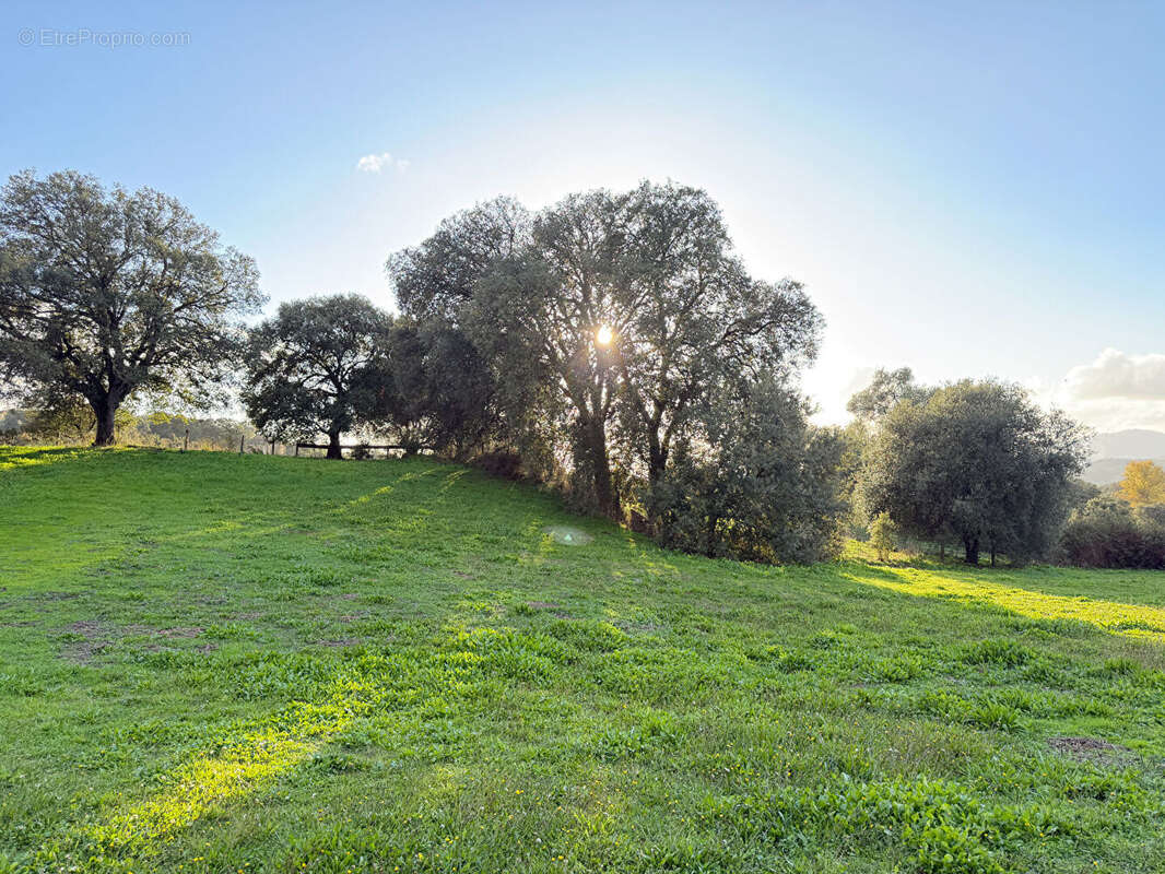 Terrain à BASTELICACCIA