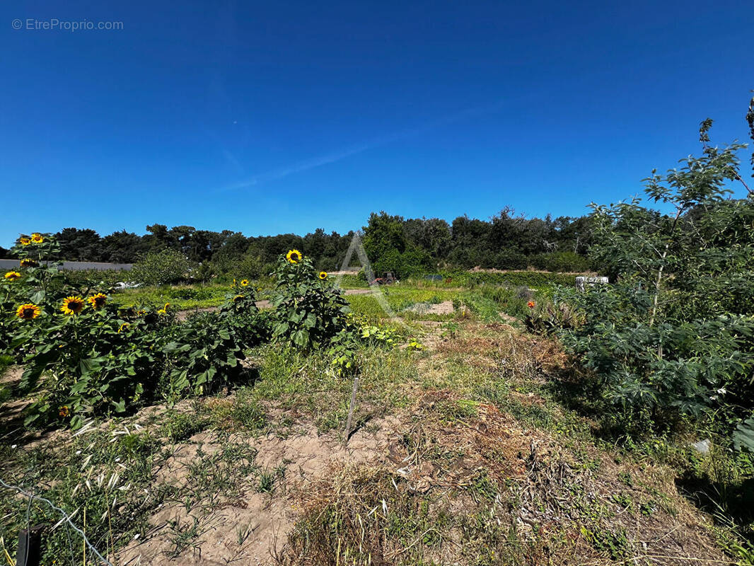 Terrain à LONGEVILLE-SUR-MER